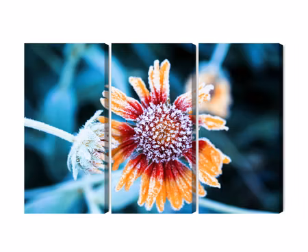 Canvastavla - Rudbeckia flowers covered with frost