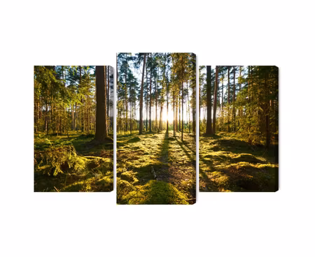 Canvastavla - Forest landscape with sunset