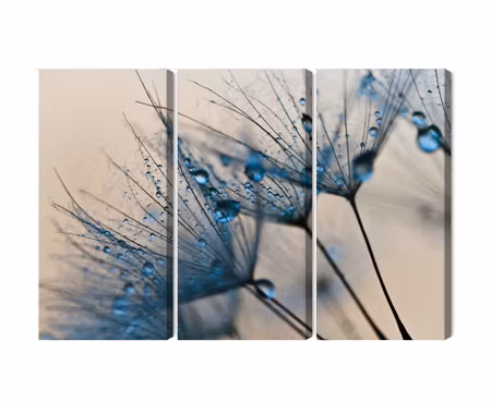 Canvastavla - Dandelions with water droplets on a