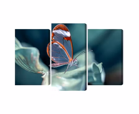 Canvastavla - Glass-winged butterfly close up
