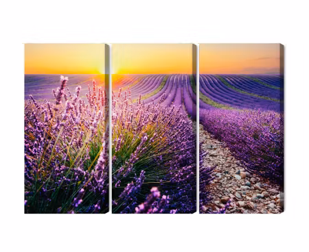Canvastavla - Lavender field at sunset 3d