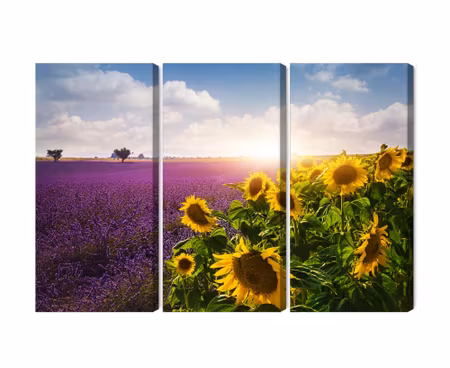Canvastavla - Lavender and sunflower fields 3d
