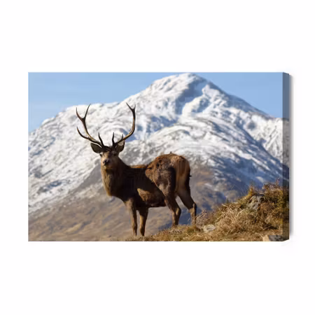 Canvastavla - A deer with a mountain peak in the