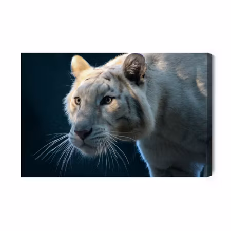 Canvastavla - Beautiful white tiger