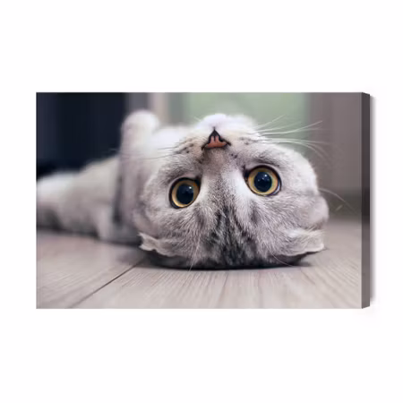 Canvastavla - Scottish fold cat