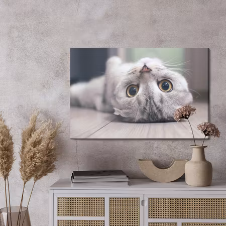 Canvastavla - Scottish fold cat