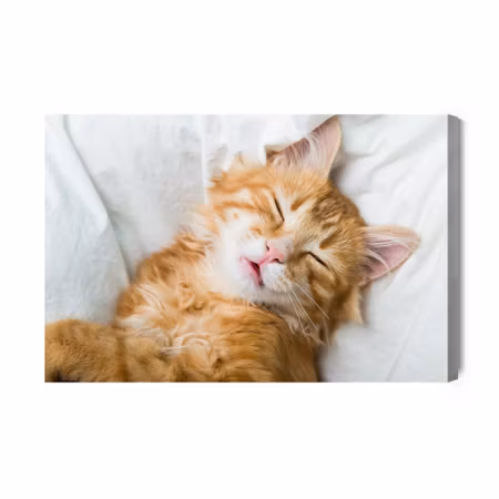 Canvastavla - Sleepy ginger kitten