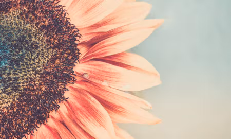 Canvastavla - Multipart Blooming Sunflower on a