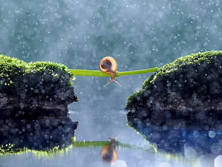 Canvastavla - Multipart Snail in the Rain