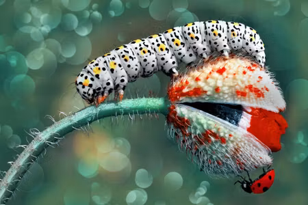 Canvastavla - Multipart a Caterpillar and a