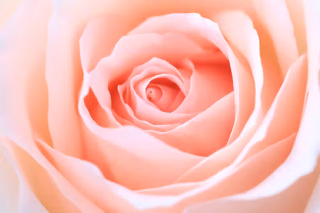 Canvastavla - Multipart Pastel Rose on a D Macro