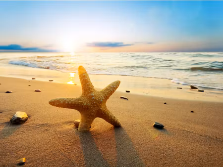 Canvastavla - Multipart Starfish on the Beach D