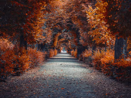 Canvastavla - Multipart a Path Deep Into the