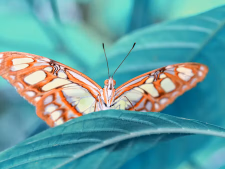 Canvastavla - Multipart a Butterfly on a Leaf on