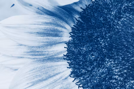 Canvastavla - Multipart Blue Sunflower on a Macro