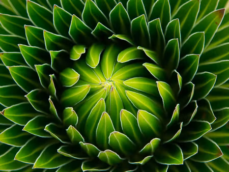Canvastavla - Multipart Green Plant on a Macro