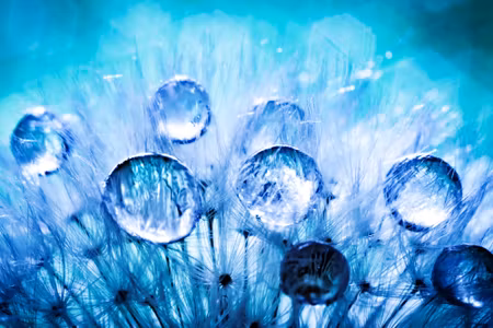 Canvastavla - Multipart Dew Drops on Dandelion