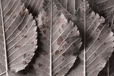 Canvastavla - Multipart Gray Leaves on a Macro