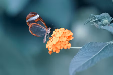 Canvastavla - Multipart Butterfly in the Summer
