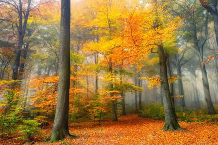 Canvastavla - Misty Autumn Forest