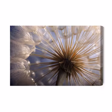 Canvastavla - Dandelion Close Up