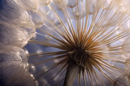 Canvastavla - Dandelion Close Up