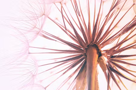 Canvastavla - Dandelion Seeds