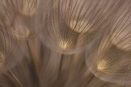Canvastavla - Dandelion Seeds