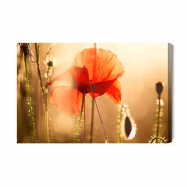 Canvastavla - Poppies in the Sun