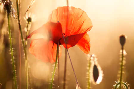 Canvastavla - Poppies in the Sun