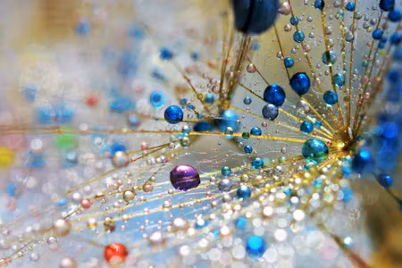 Canvastavla - Dandelion Colorful Drops
