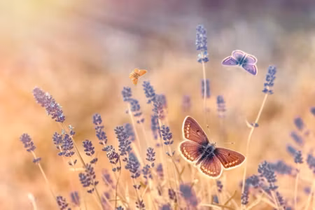 Canvastavla - Butterflies Among Lavender