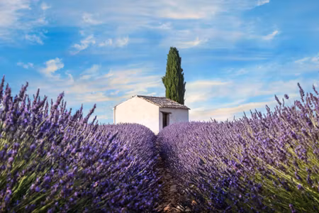 Canvastavla - Beautiful Lavender Flowers