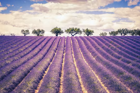 Canvastavla - Lavender Field