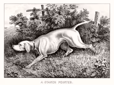 Canvastavla - Hunting Dog