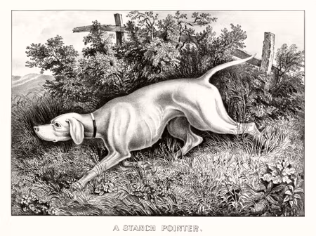 Canvastavla - Hunting Dog