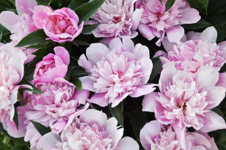 Canvastavla - Peonies Among the Greenery