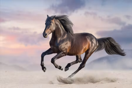 Canvastavla - Horse At a Gallop
