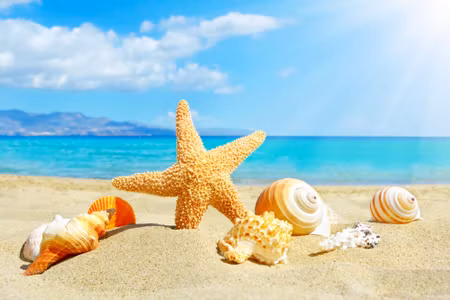 Canvastavla - Sea Beach and Seashells