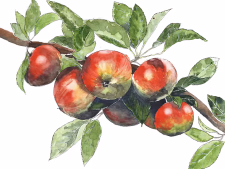 Canvastavla - Apples on the Branch