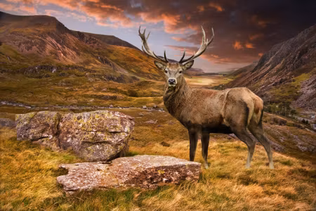 Canvastavla - Deer in the Mountains