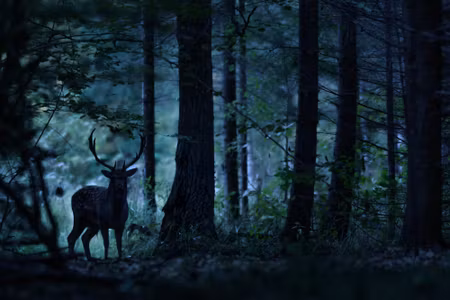 Canvastavla - A Deer in a Dark Forest