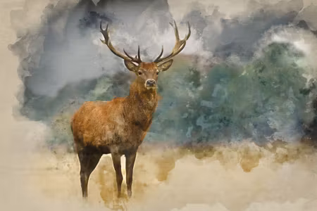 Canvastavla - Deer on a Watercolor Background