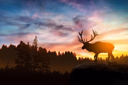 Canvastavla - Deer At Sunset