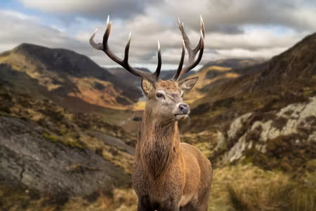 Canvastavla - Deer on the Background of Mountains