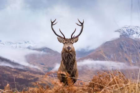 Canvastavla - Deer and Winter Mountains