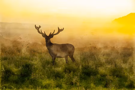 Canvastavla - A Deer and a Foggy Morning