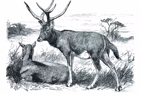 Canvastavla - Sketch with Deers