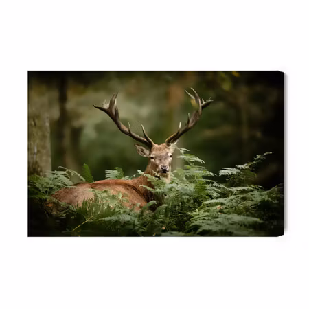 Canvastavla - A Deer in the Green
