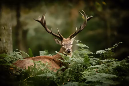 Canvastavla - A Deer in the Green